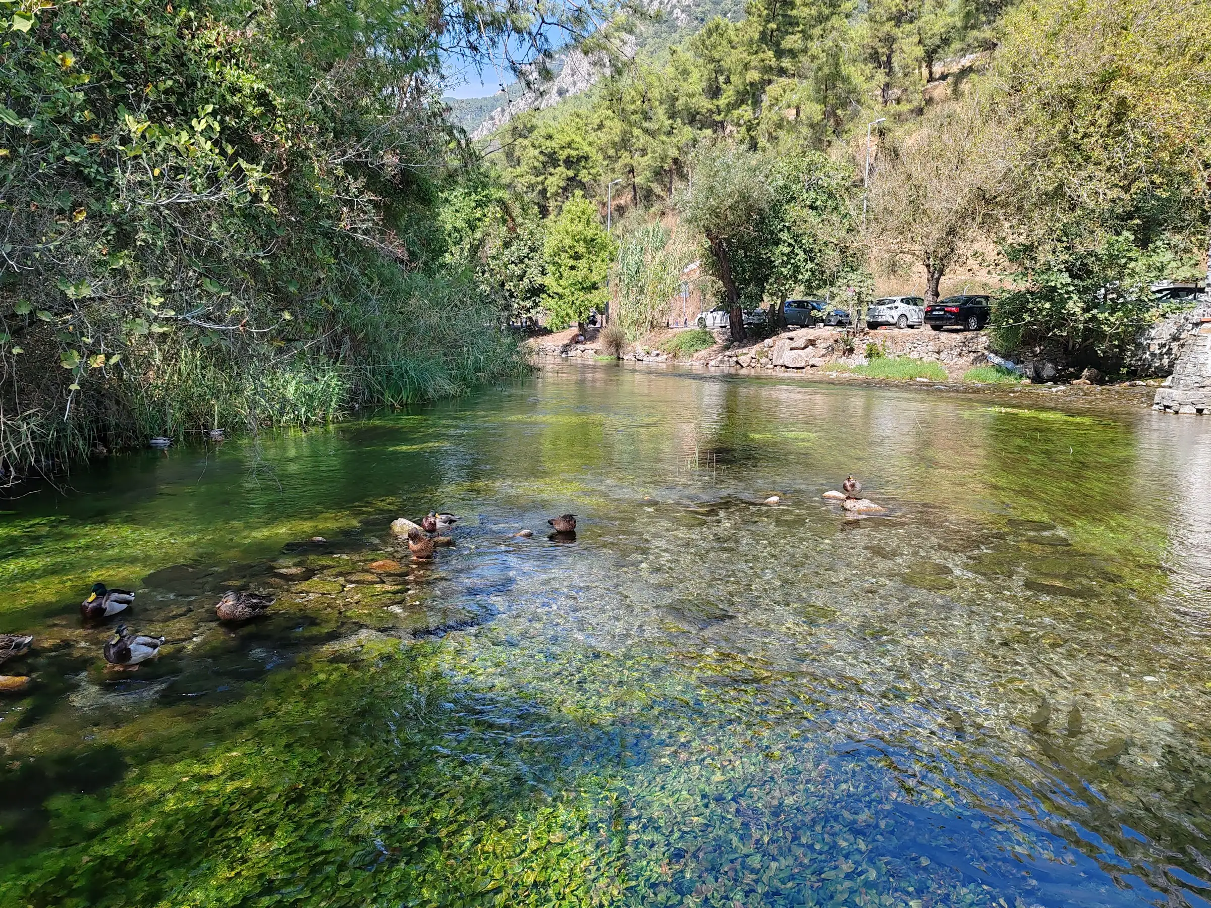 Azmak Nehri’nin turkuaz sularında yüzen ördekler